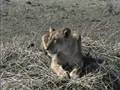Lions Eat Their Kill, On Safari, Masai Mara, Kenya 
