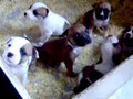 Cute Staffordshire Bull Terrier Puppies (Funny and Cute Dog Video)