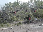 Male Frigates Displaying and Calling.  Galapagos Islands, Genovesa, Tower Island.