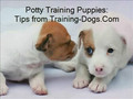 Potty Train Your Puppy