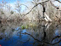 Upper Suwanne at the Okefenokee Swamp