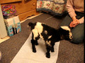 triplets born baby goats