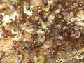 Ant rescue of endangered brood