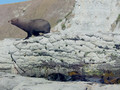 New Zealand Holiday 3: Seal basking in rock