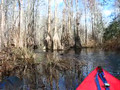 Into the Okefenokee Swamp 1