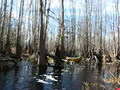 Into the Okefenokee Swamp 5