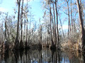 Into the Okefenokee Swamp 6