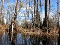 Into the Okefenokee Swamp 7