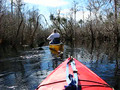 Into the Okefenokee Swamp 9