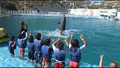 cabo adventure dolphin kids