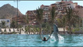cabo adventures swim with the dolphins