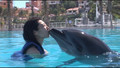 cabo adventures dolphin encounter