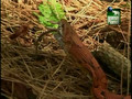 Spring Watch USA: Snake Eats Rat!