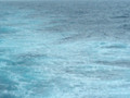 Giant Petrels in Drake Passage