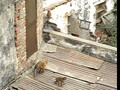 Monkeys' morning commute, Varanasi