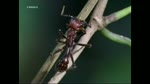 El Cordyceps, un hongo salido de la pelcula alien