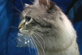 Nasty Hangover Cat- Funny Cat Videos