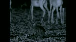 Escenas de Leopardo en caza nocturna