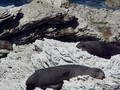 New Zealand Holiday 4: Seals having a snooze in the sun