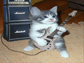 ROCK N ROLL CATS
