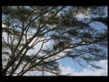 Video Tour of Lake Manyara National Park