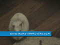 hamster eating the carpet