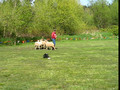 Sheep Dogs in Action