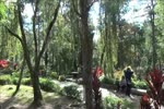 Botanical Garden in Baguio