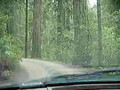 Driving Through a Redwood 