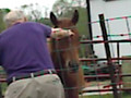 Petting a Horse