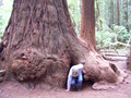 How many people can be inside a redwood tree?