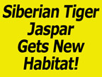Jaspar Tiger Gets Habiatat