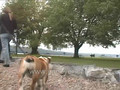 Daisy the bulldog chasing the ducks, Taughannock State Park video 