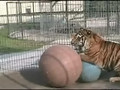 Growling Tiger Attack Balls