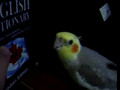 CINNIE THE COCKATIEL TRYING TO BE A BEATBOX RAPSTAR!!!