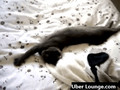 Sleepy Kitten - Uber Hilarious & Cute -Must See Funny Video 