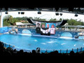 Believe - the Shamu killer whale show at SeaWorld Orlando