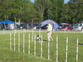 AKC Agility Trial Jumpers With Weaves