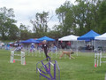 Afghan Hound Jumping in Agility Show