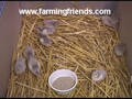 Week Old Guinea Fowl Keets By Farming Friends.wmv
