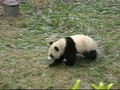 Panda Play