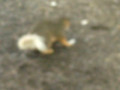 White tailed Squirrel