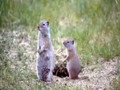 Uinta Ground Squirrels: Lunatic Bloodsucking Beasts of the Earth!