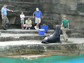 Seals at the zoo