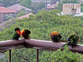 birds that visit 
