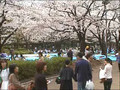 Cherry blossom - Yoyogi Park, Tokyo