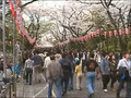 Cherry blossom - Ueno Park, Tokyo  1
