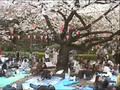 Cherry blossom - Ueno Park, Tokyo  2