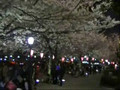 Cherry blossom - Sumida Park, Asakusa
