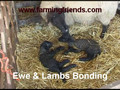An Assisted Lambing by farmingfriends.wmv